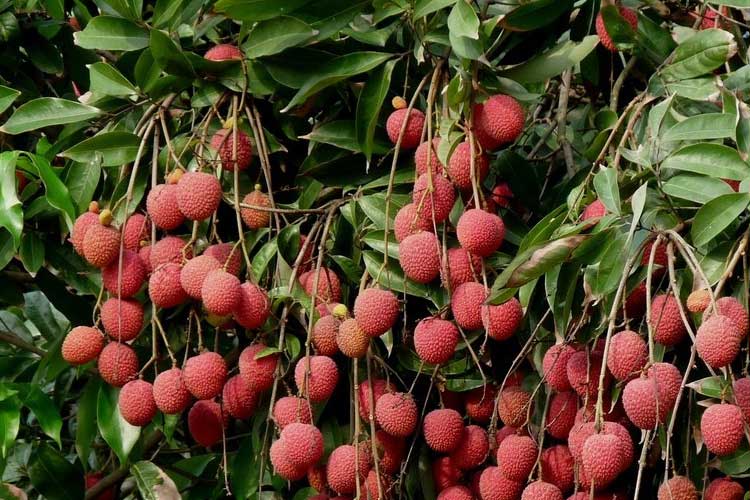 如何選擇荔枝烘干機(jī)改善荔枝干果? 荔枝烘干機(jī)